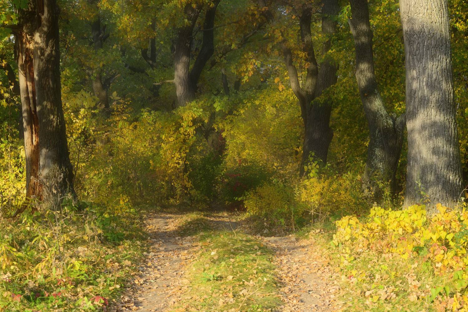 , Александр Тормосин