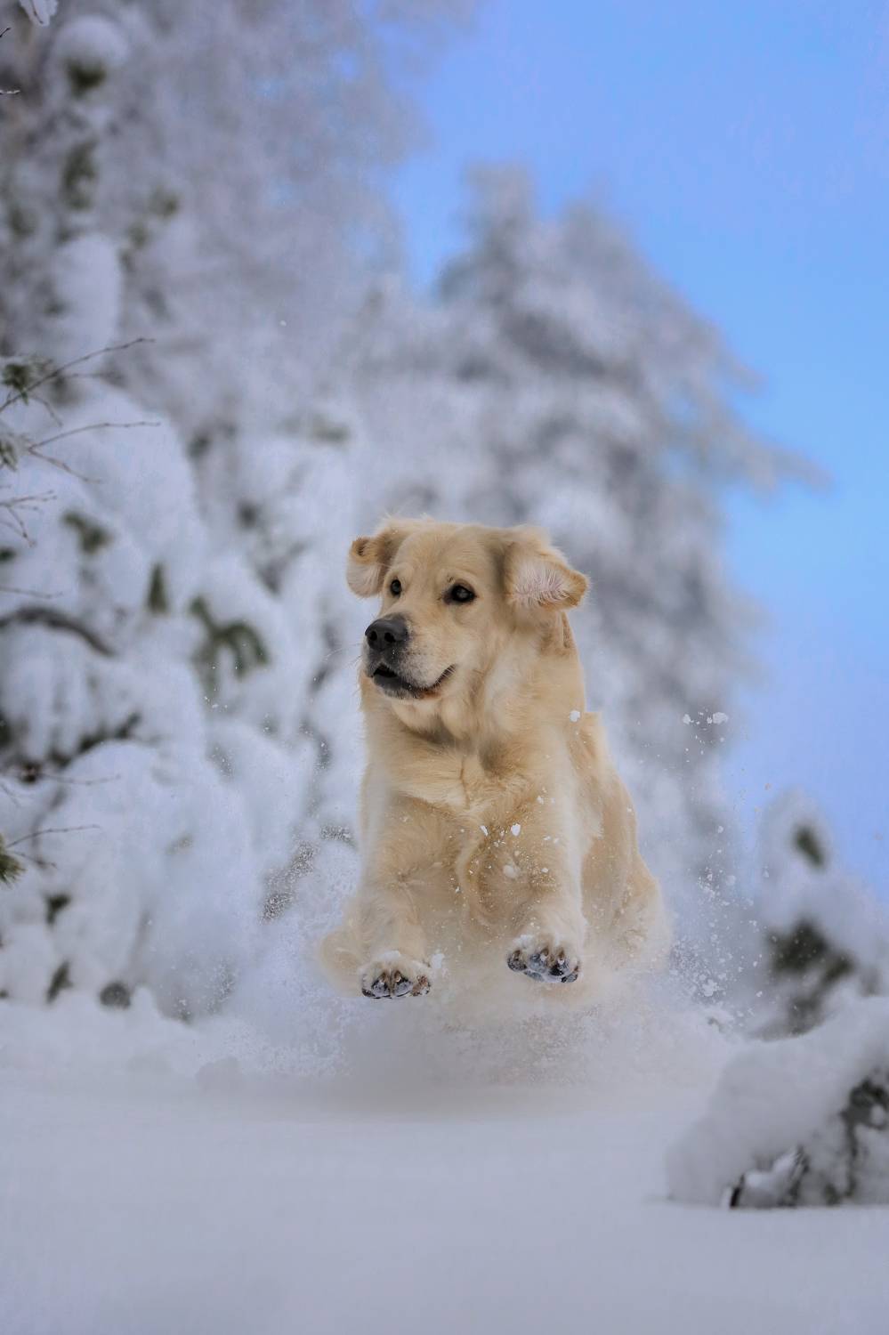 , Андрей Ершов