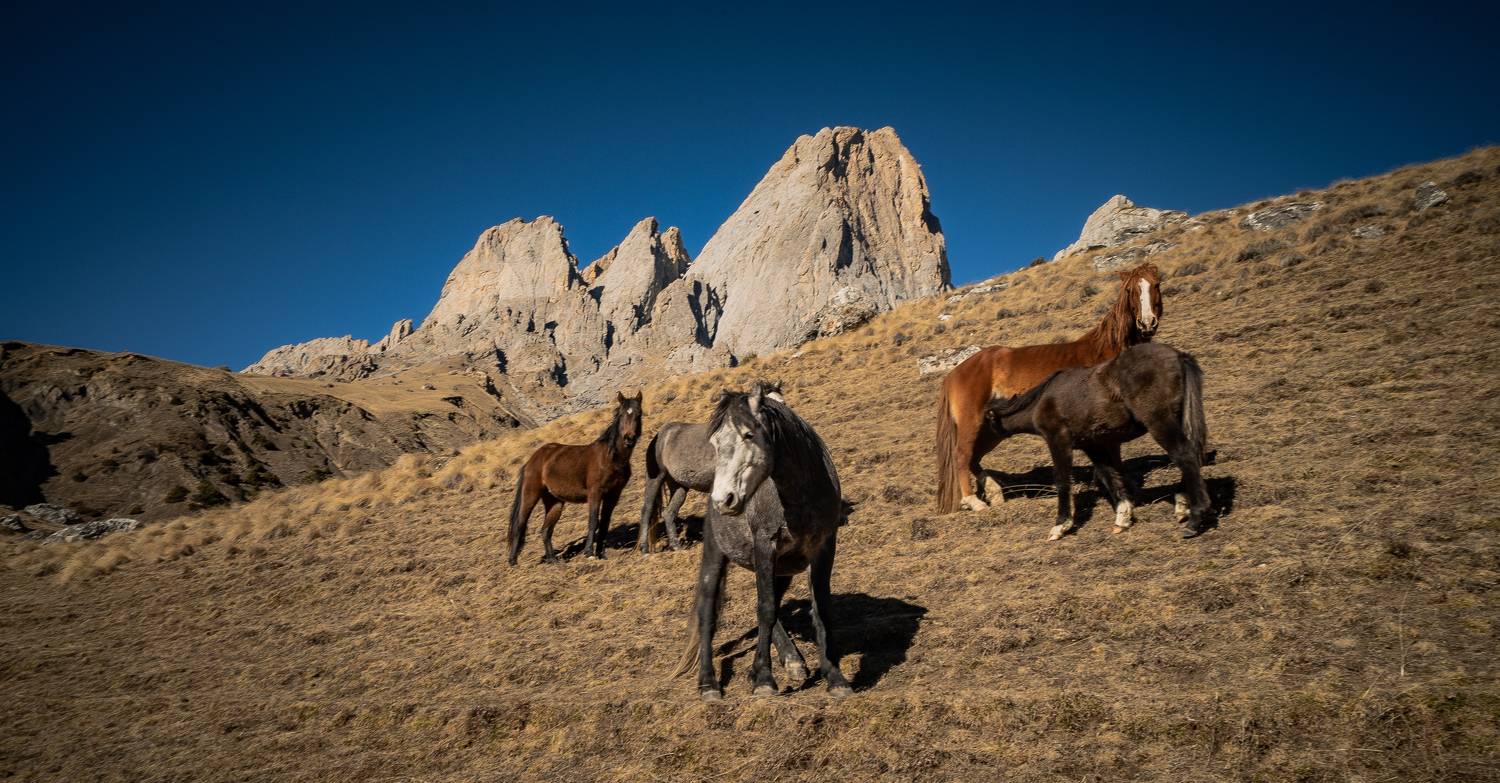 Россия, Ингушетия, Джейрахское ущелье, Цей-Лоамский перевал, лошади, Гаврилов Юрий