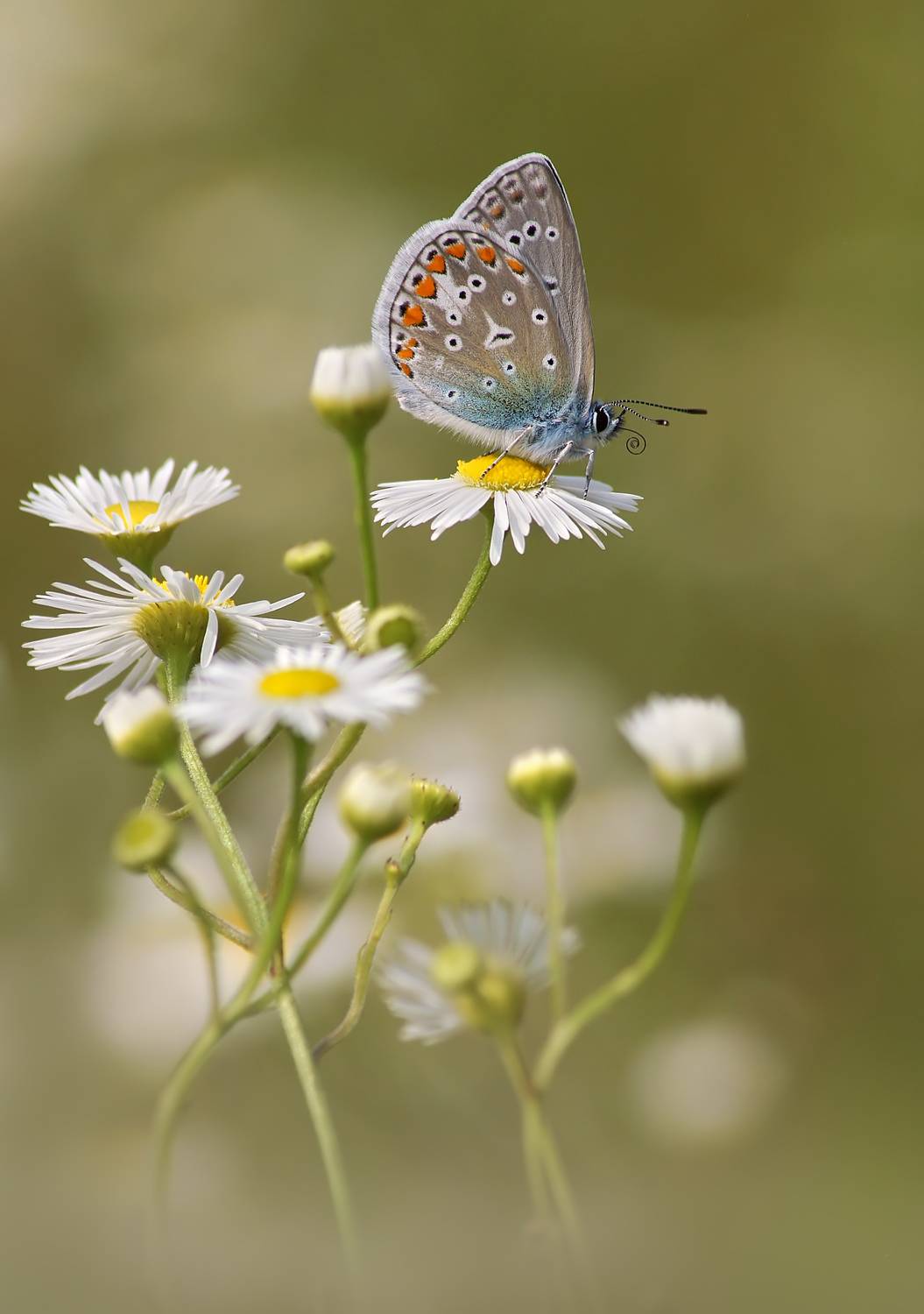 , Чепленко Алексей