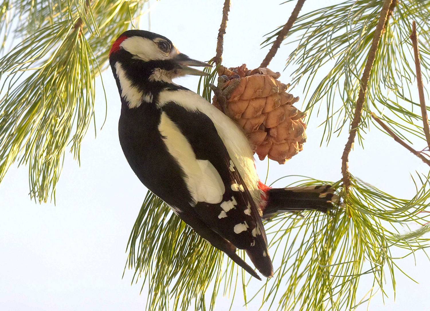 , Белоусов Михаил