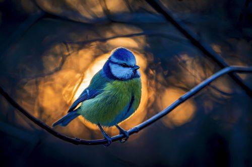 Зимний рассвет