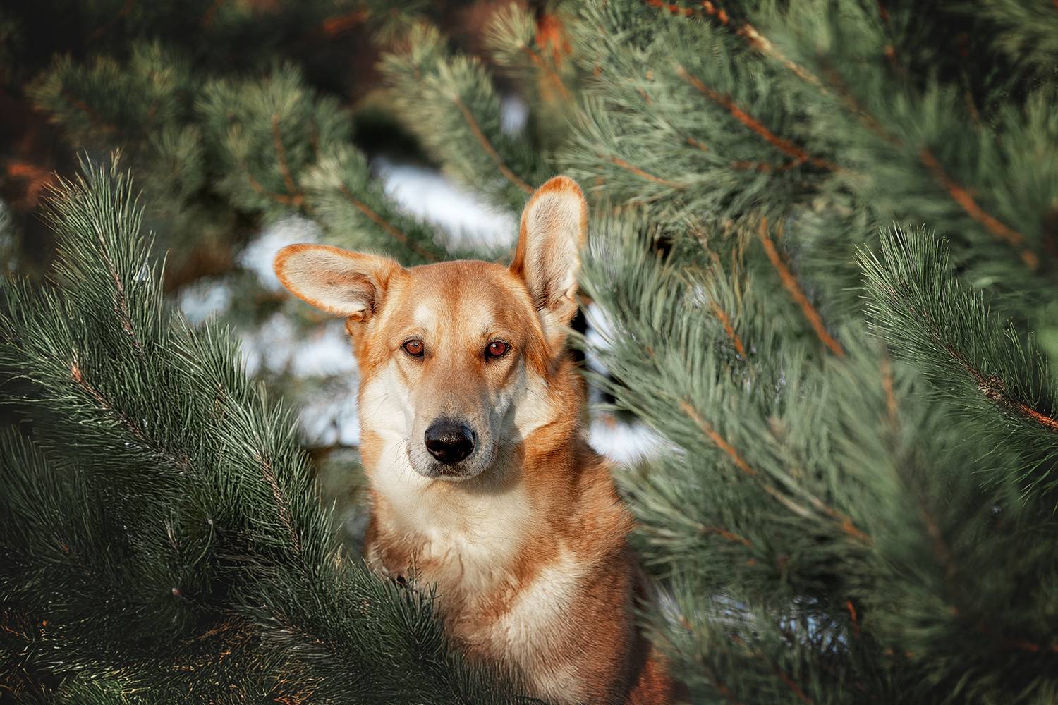 , Самусенкова Елена