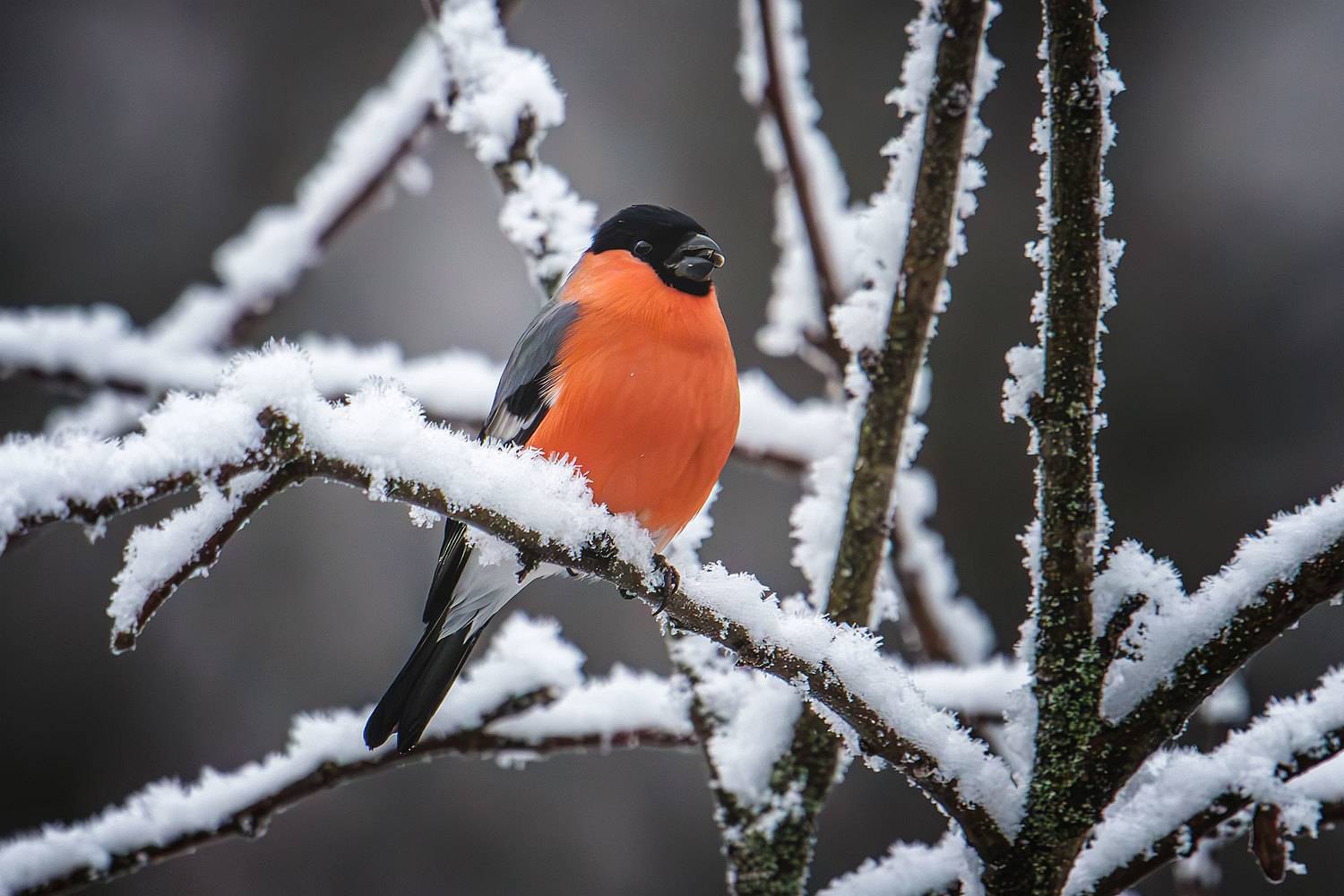 , Морозов Сергей