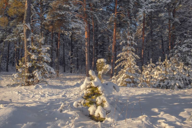 январь лес опушка мороз серково вязниковский район Здесь заяц ночью пробегал. фото превью