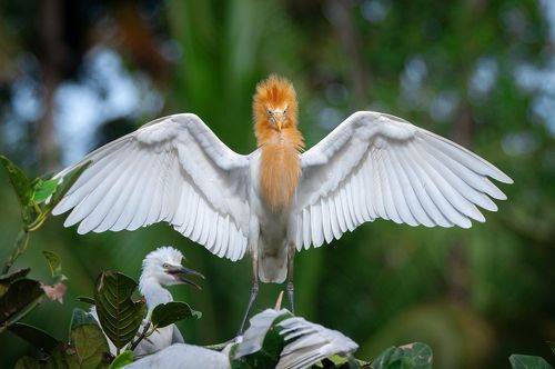 Демонстрация мод. Свадебный нарад восточной египетской цапли (Ardea coromanda - Eastern cattle egret)