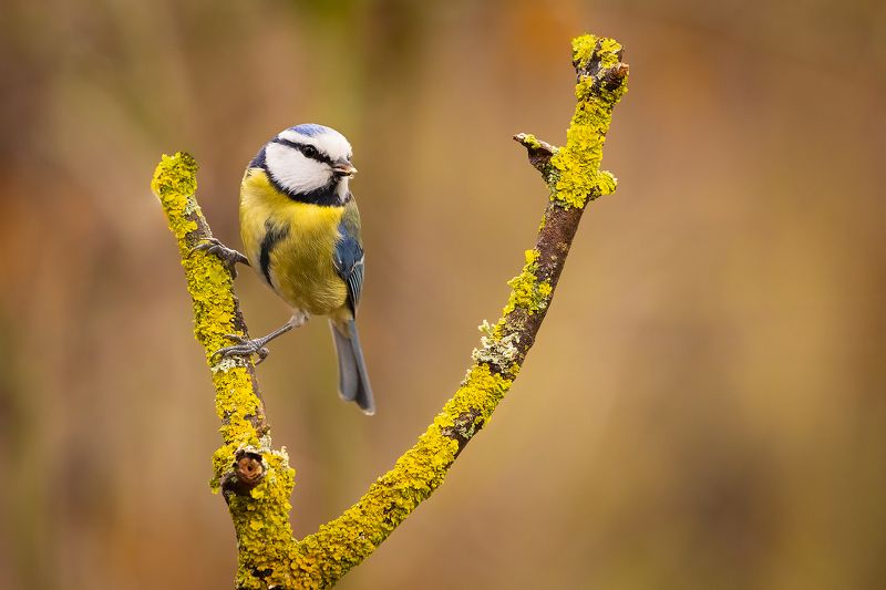 Titmouse фото превью