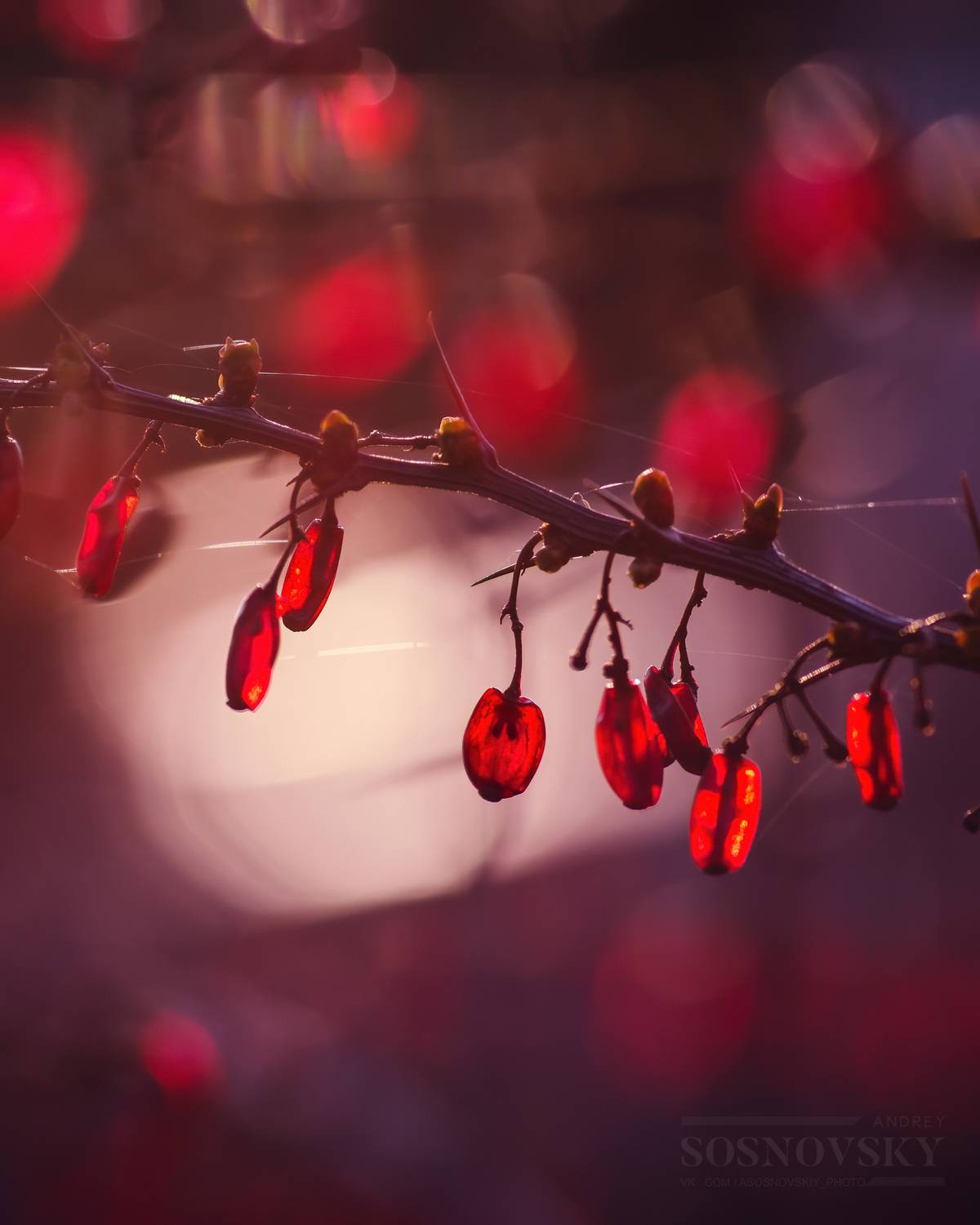 , Сосновский Андрей