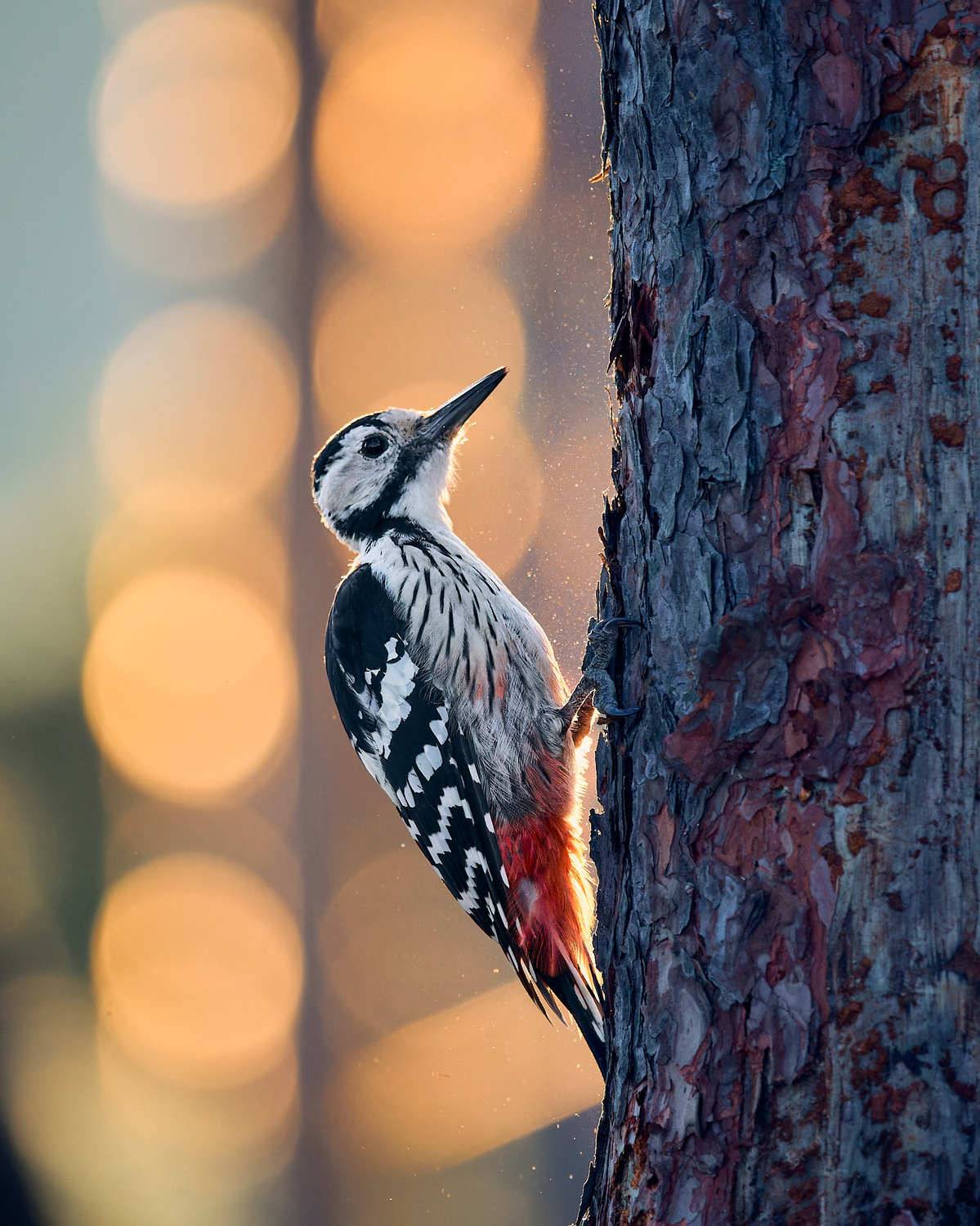 дятел птицы, Mikhail Khmelevskiy