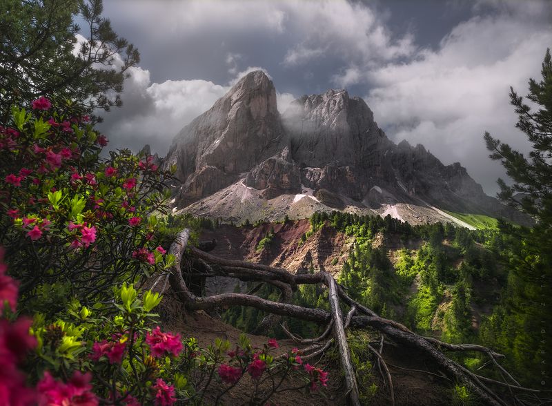 dolomiti, dolomites, sunrise, landscape, sky, sun, mountains, clouds, trees, italy, calm, morning Roots of life_2 фото превью