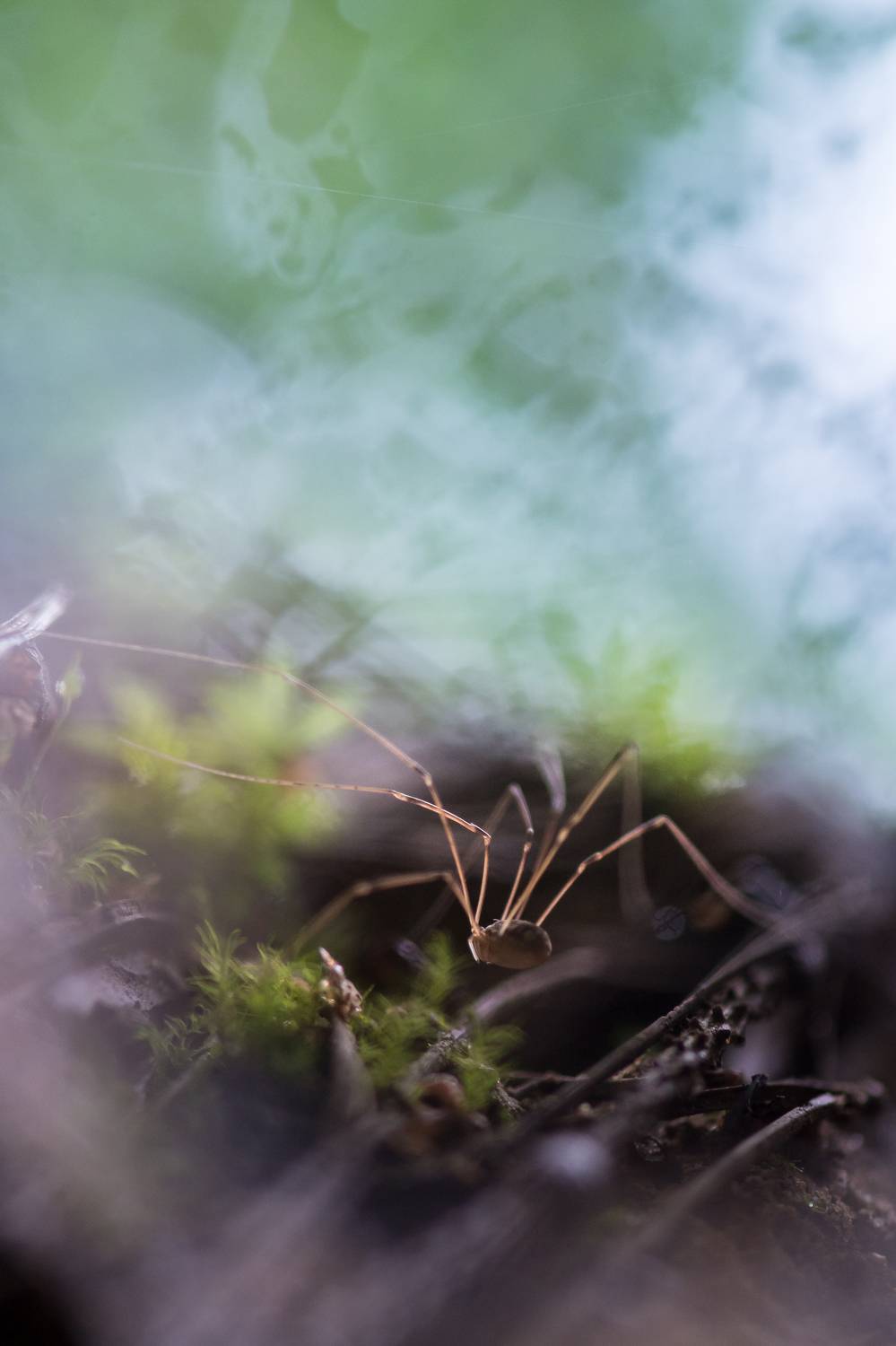 Сенокосец, Соварцева Ксения