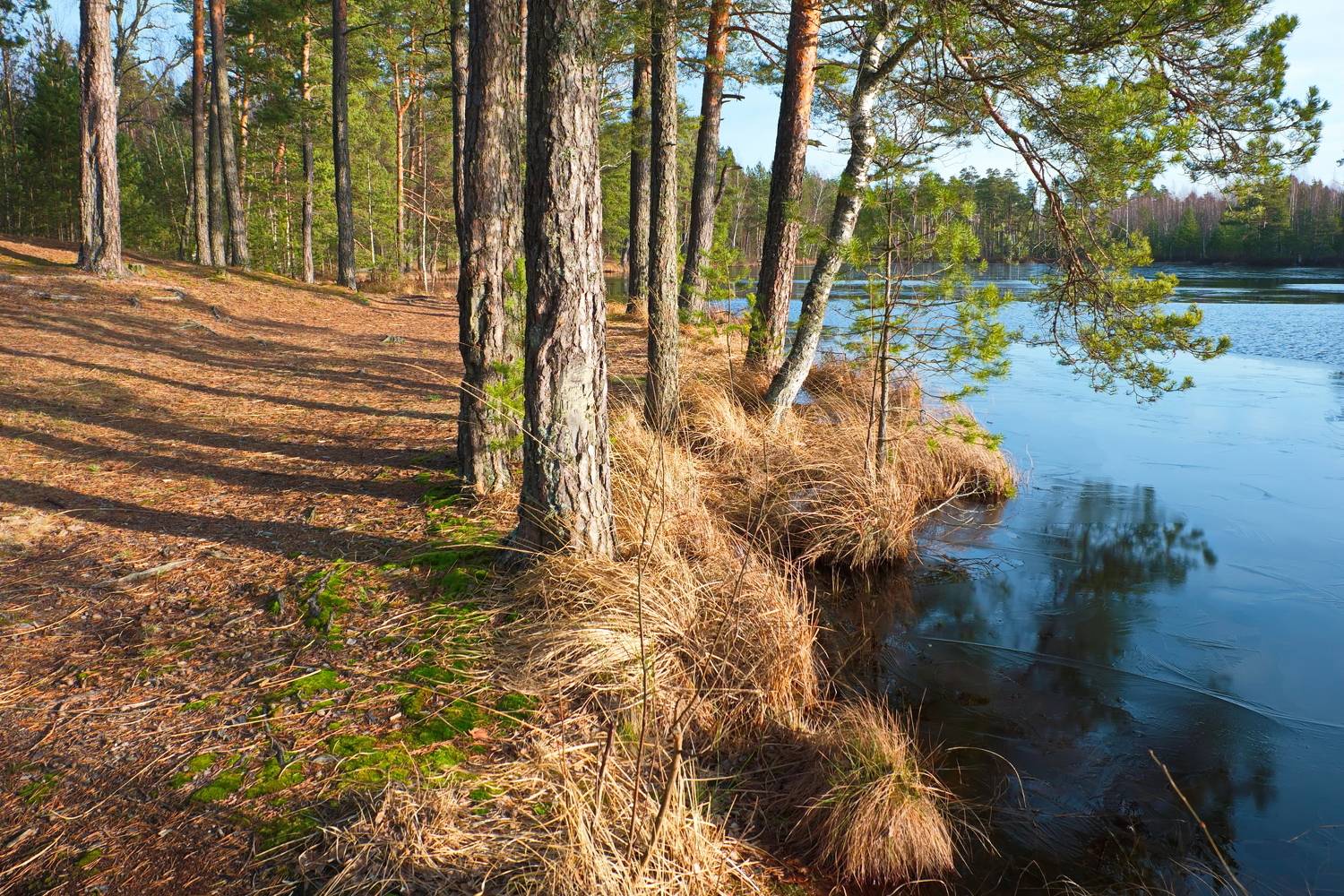 лес, зима, первый лёд, озеро, беларусь, Виктор Гурков