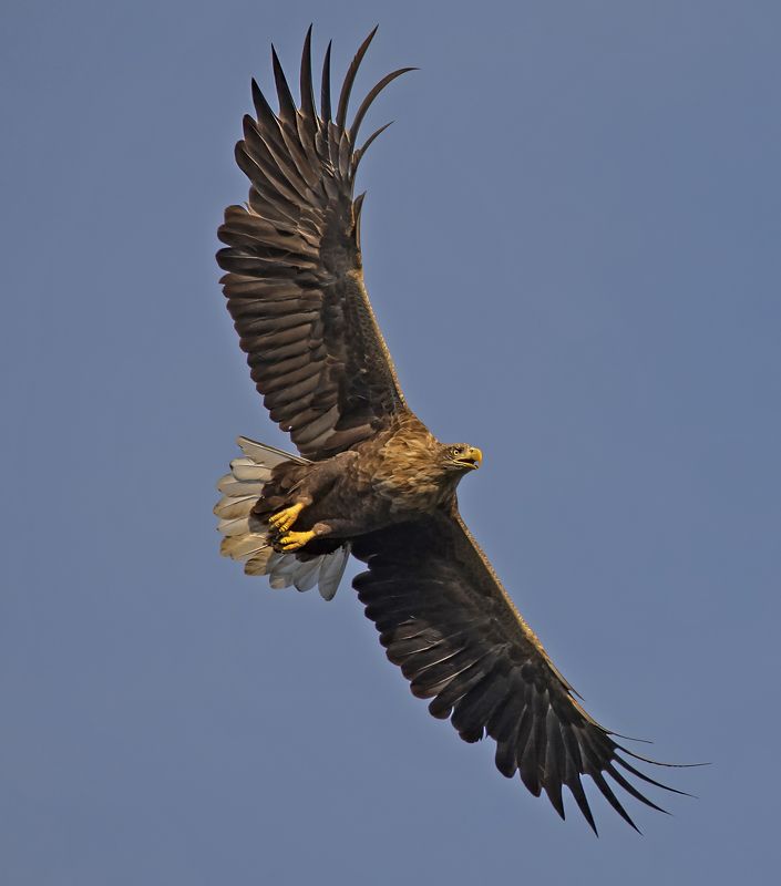 орлан птица хищник Орлан-белохвост в полете фото превью