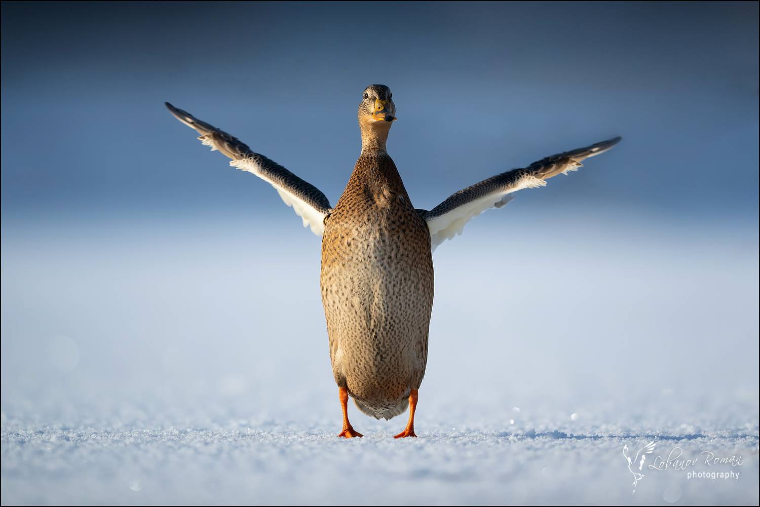 , Лобанов Роман