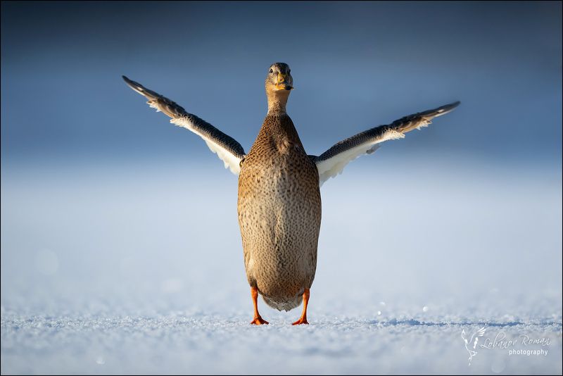 Утренняя гимнастика фото превью