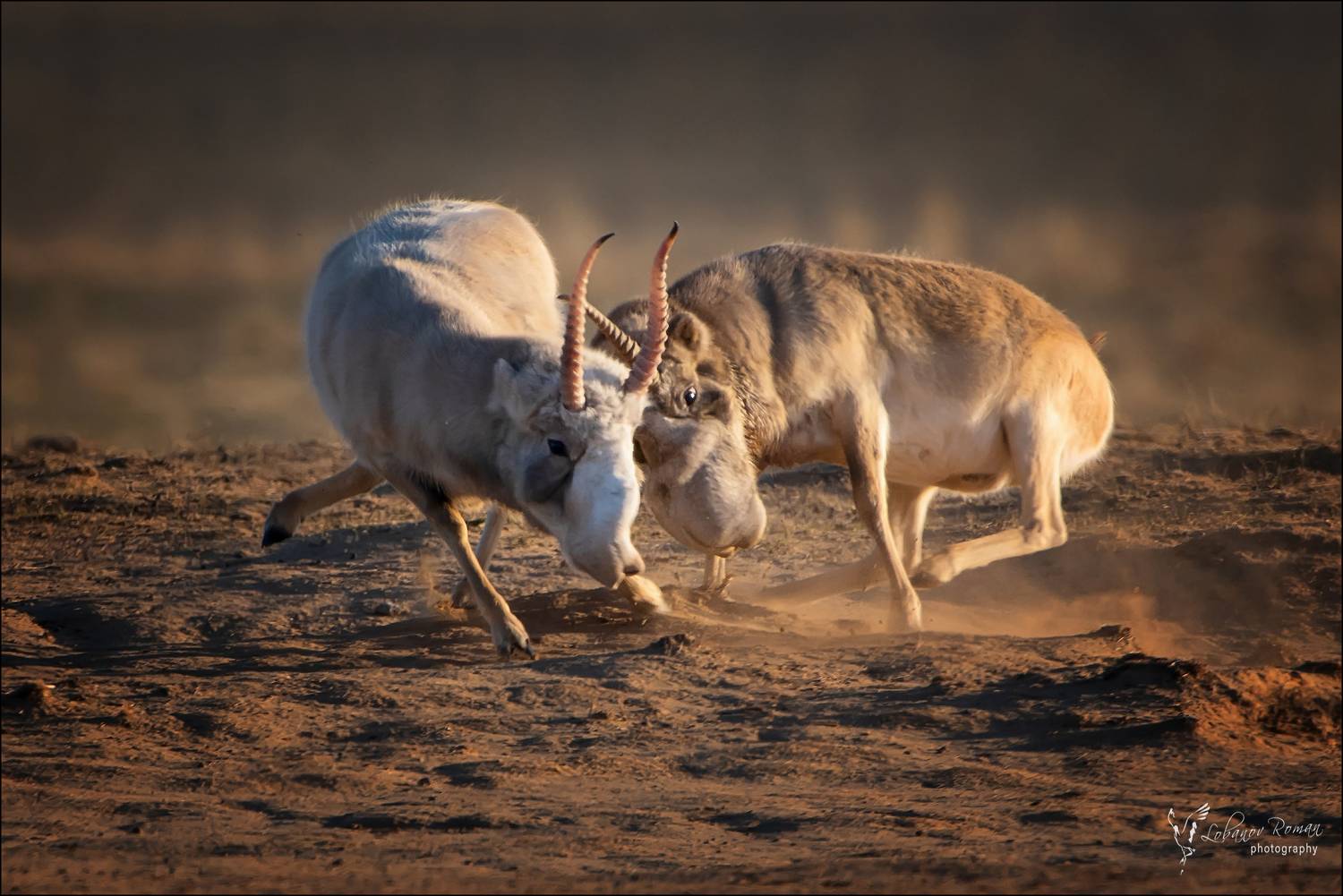 , Лобанов Роман