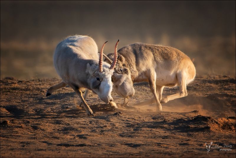 Битва в степи фото превью