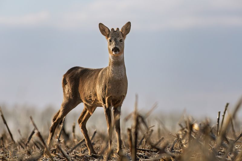 Любопытная косуля фото превью