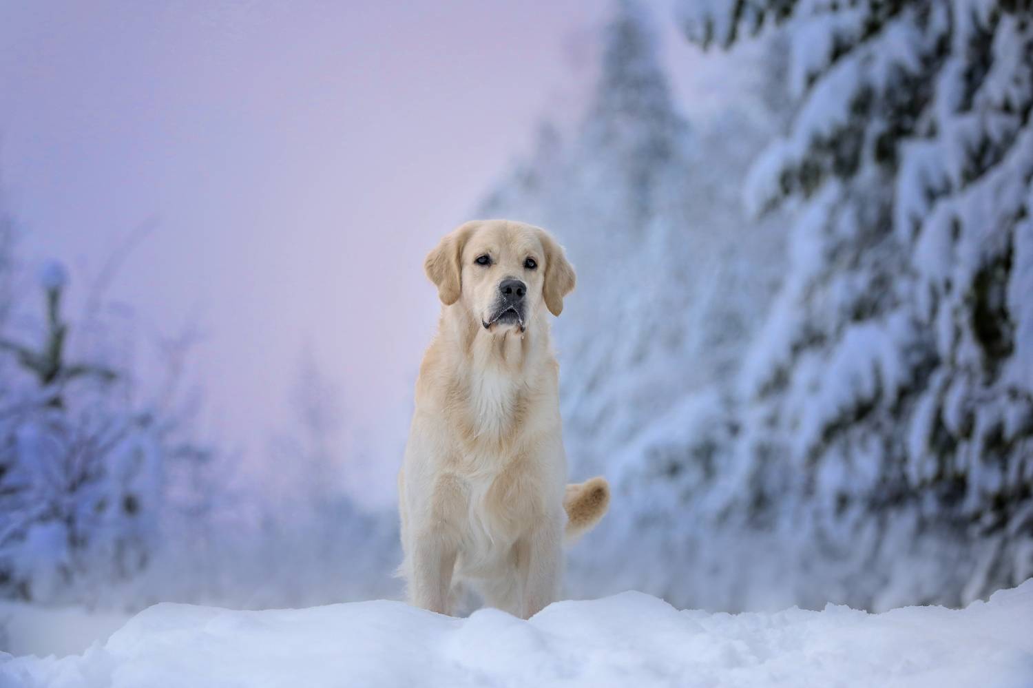 , Андрей Ершов