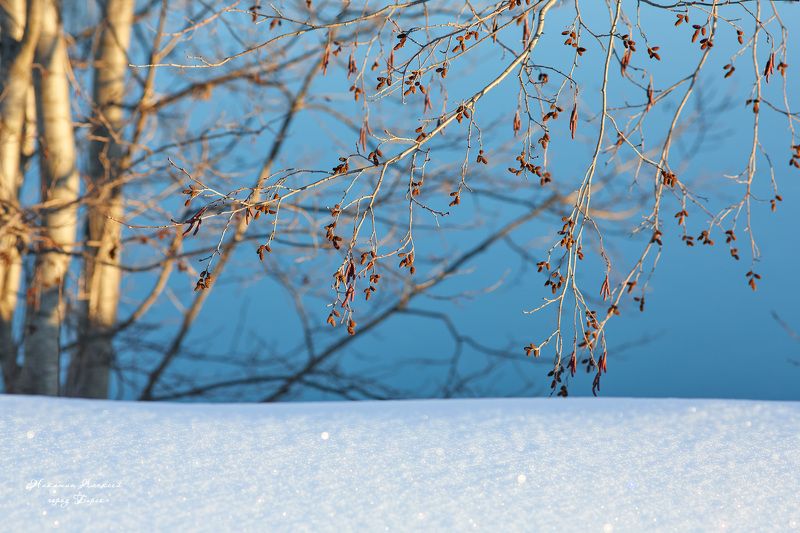 Ветви ольхи над рекой фото превью