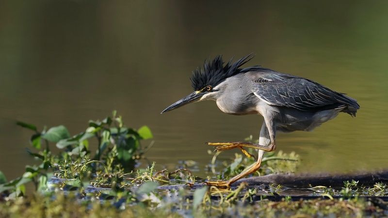 Little bittern фото превью