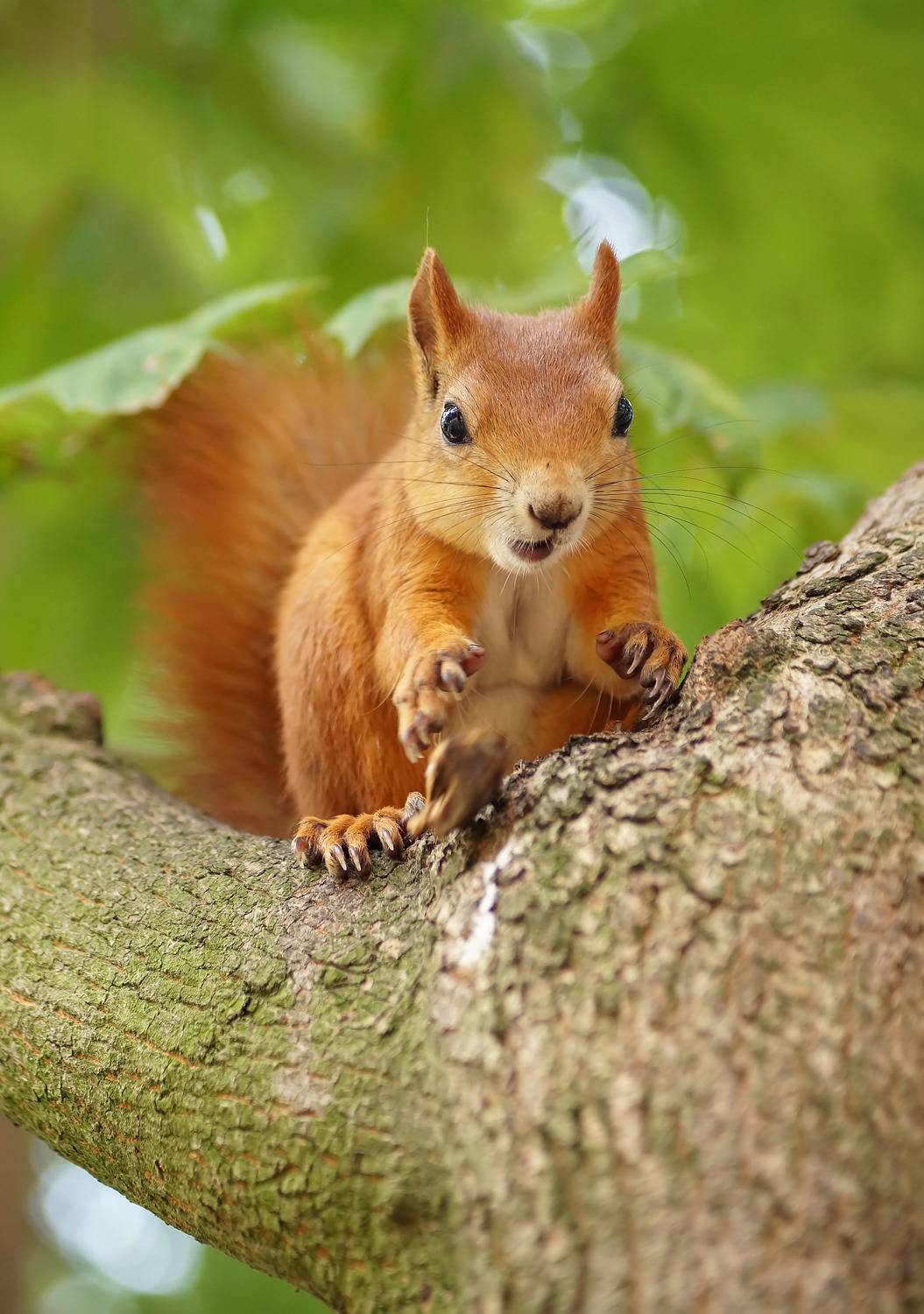 , Чепленко Алексей