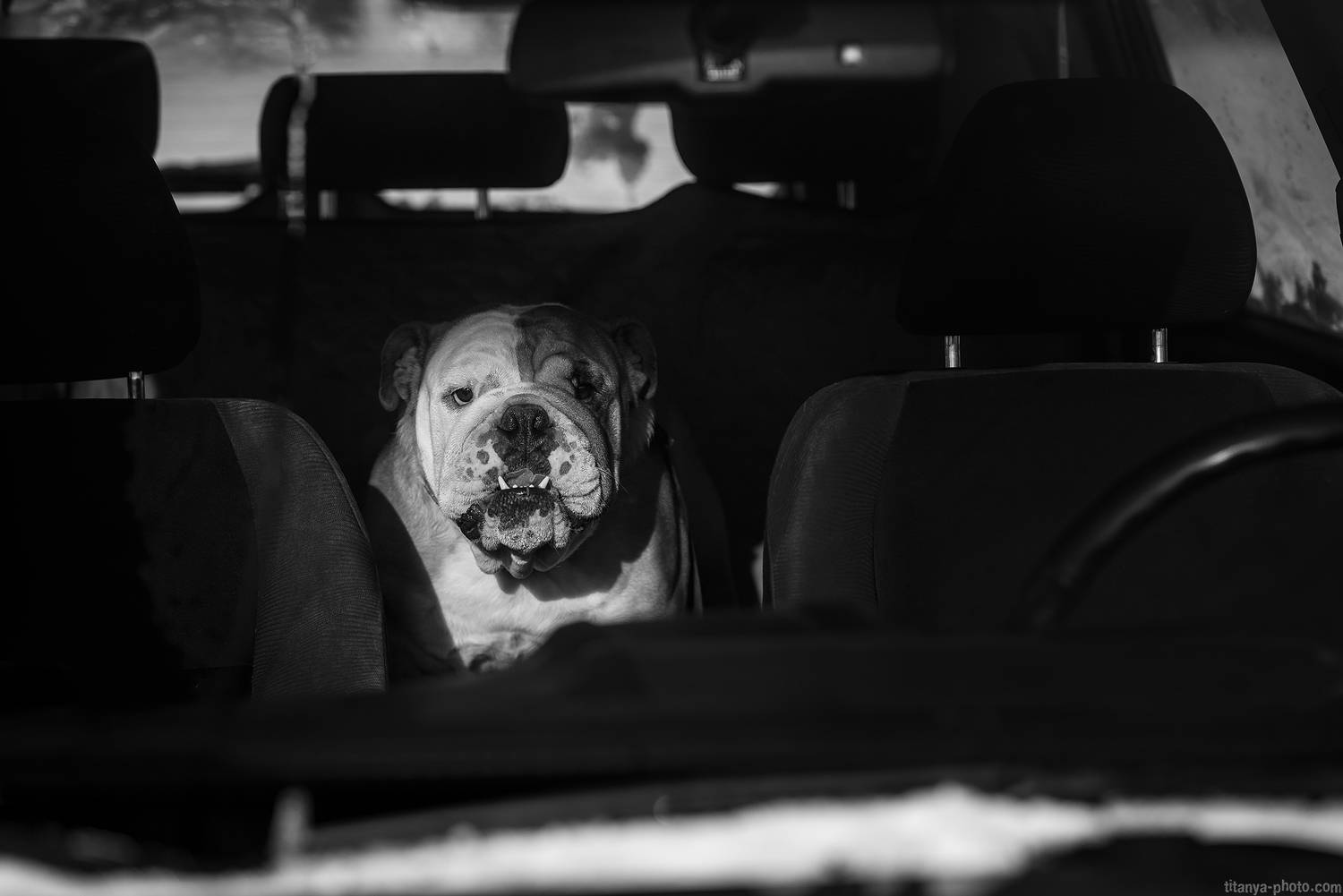 бульдог, портрет, чб, черно-белое, машина, автомобиль, собака, Анна Титова