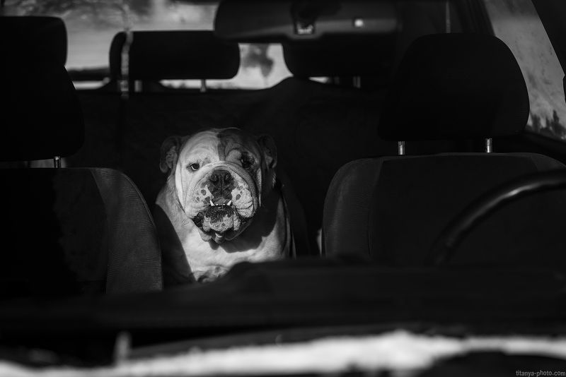 бульдог, портрет, чб, черно-белое, машина, автомобиль, собака  фото превью