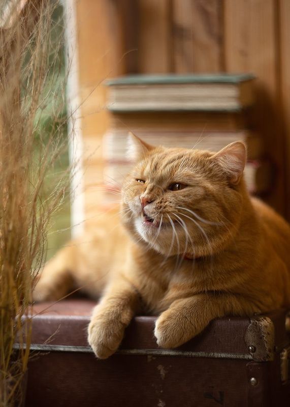 кот,рыжий,любимчик, Юморист фото превью