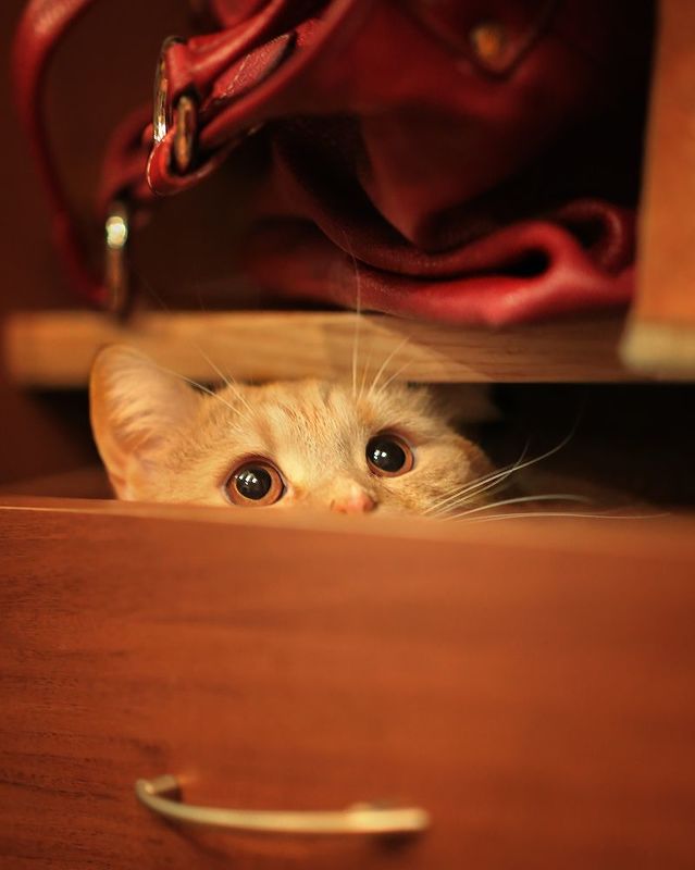 кот,рыжий,любимчик,сумка, новый год, ирина горюкина Новогодний сюрприз фото превью