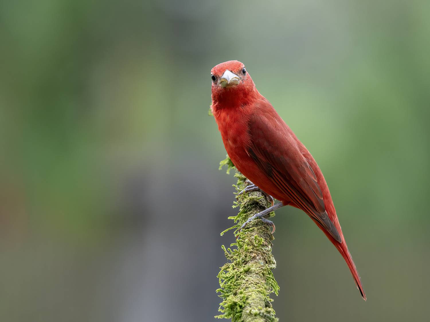 , Fernando Burgalin Sequeira