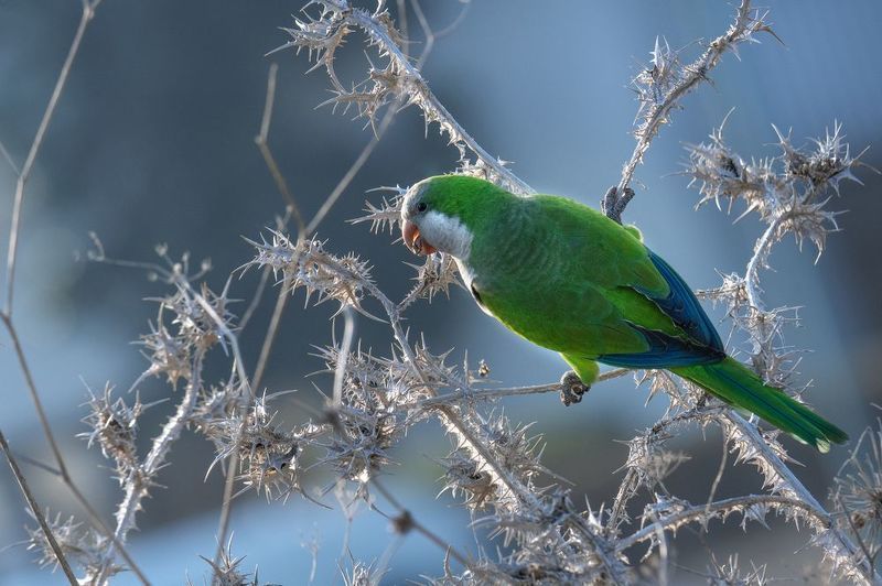 *Утро в январе 2025 фото превью