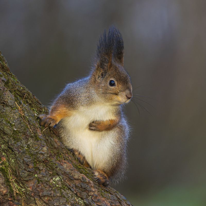 белка, белочка Белка фото превью