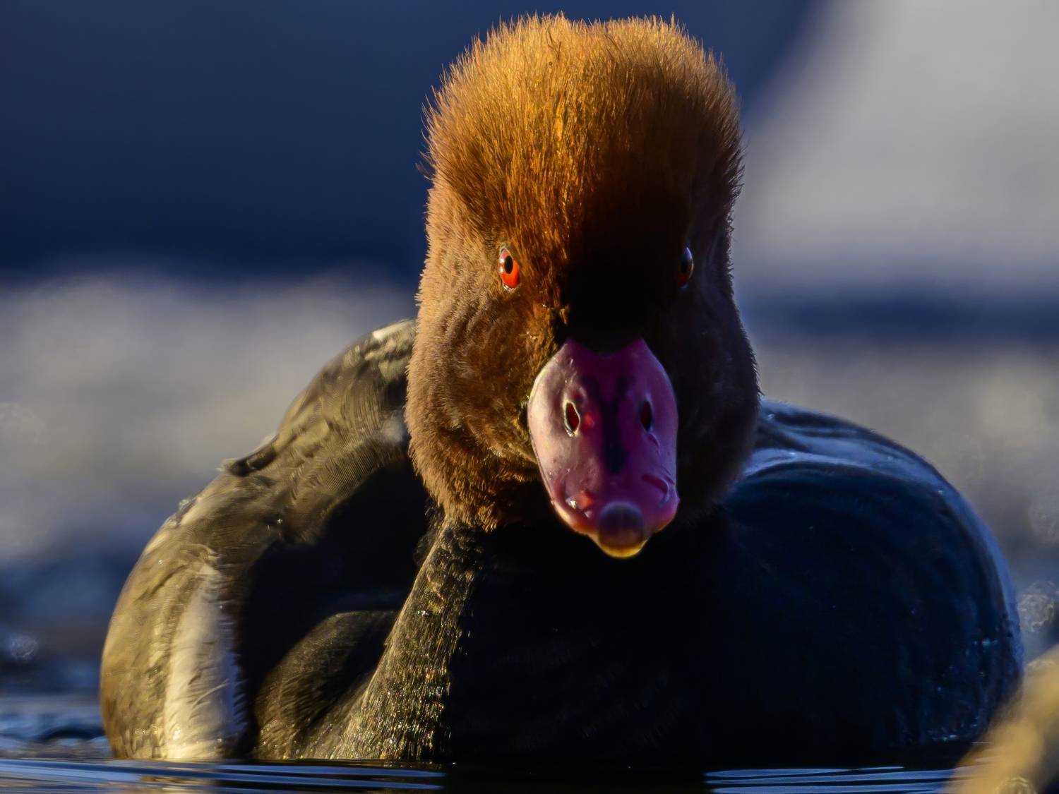 , Пупонин Сергей