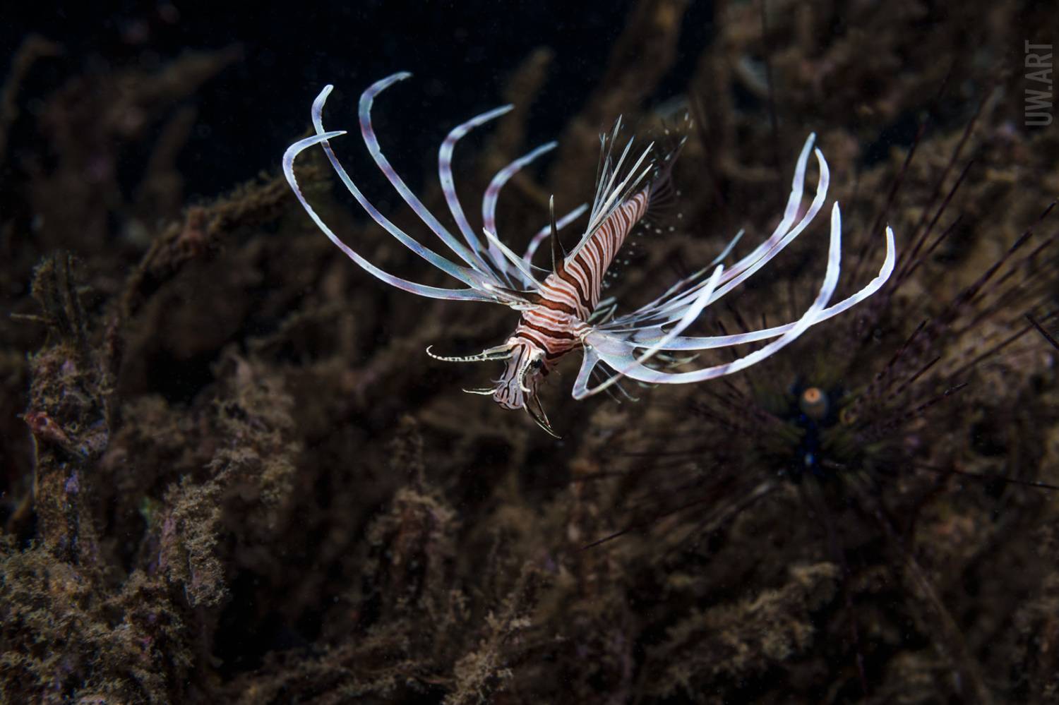 , Савин Андрей