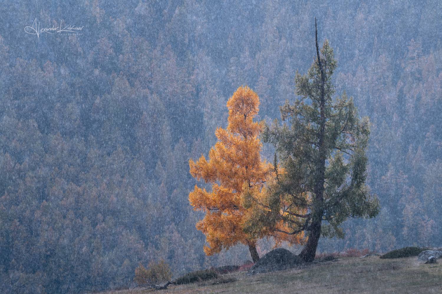 алтай,осень, Александр Кукринов