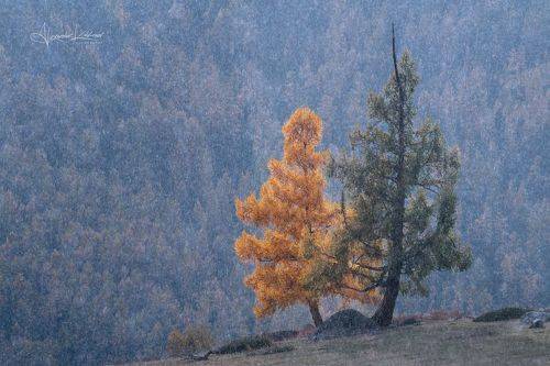 Осенний инь-ян...
