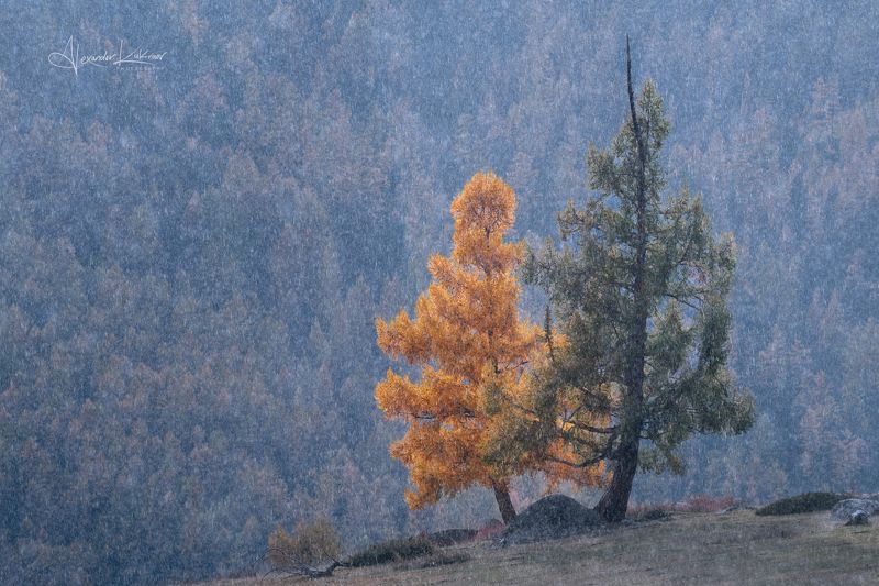 алтай,осень Осенний инь-ян... фото превью