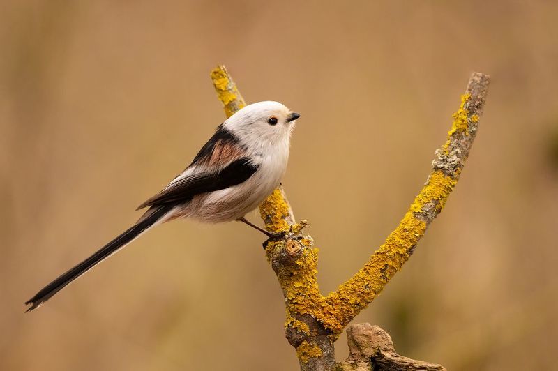 Long-tailed фото превью