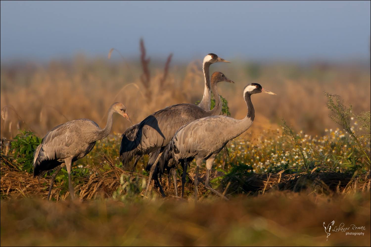 , Лобанов Роман