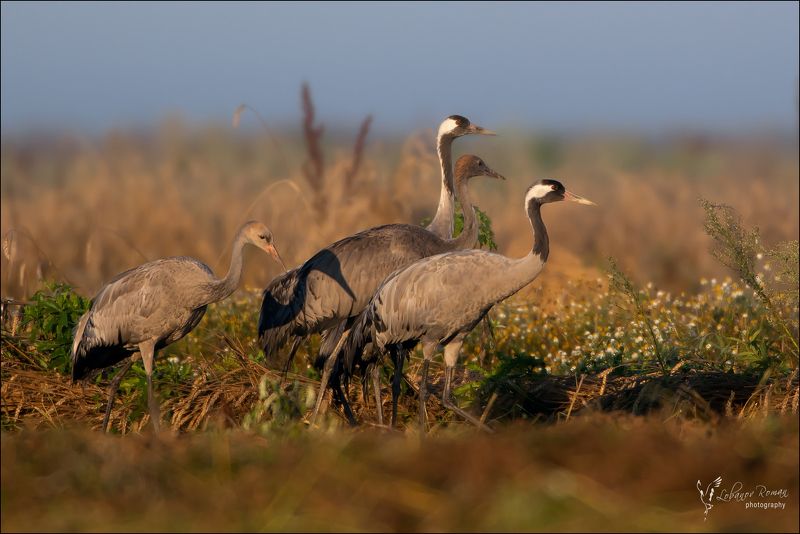 Семья фото превью