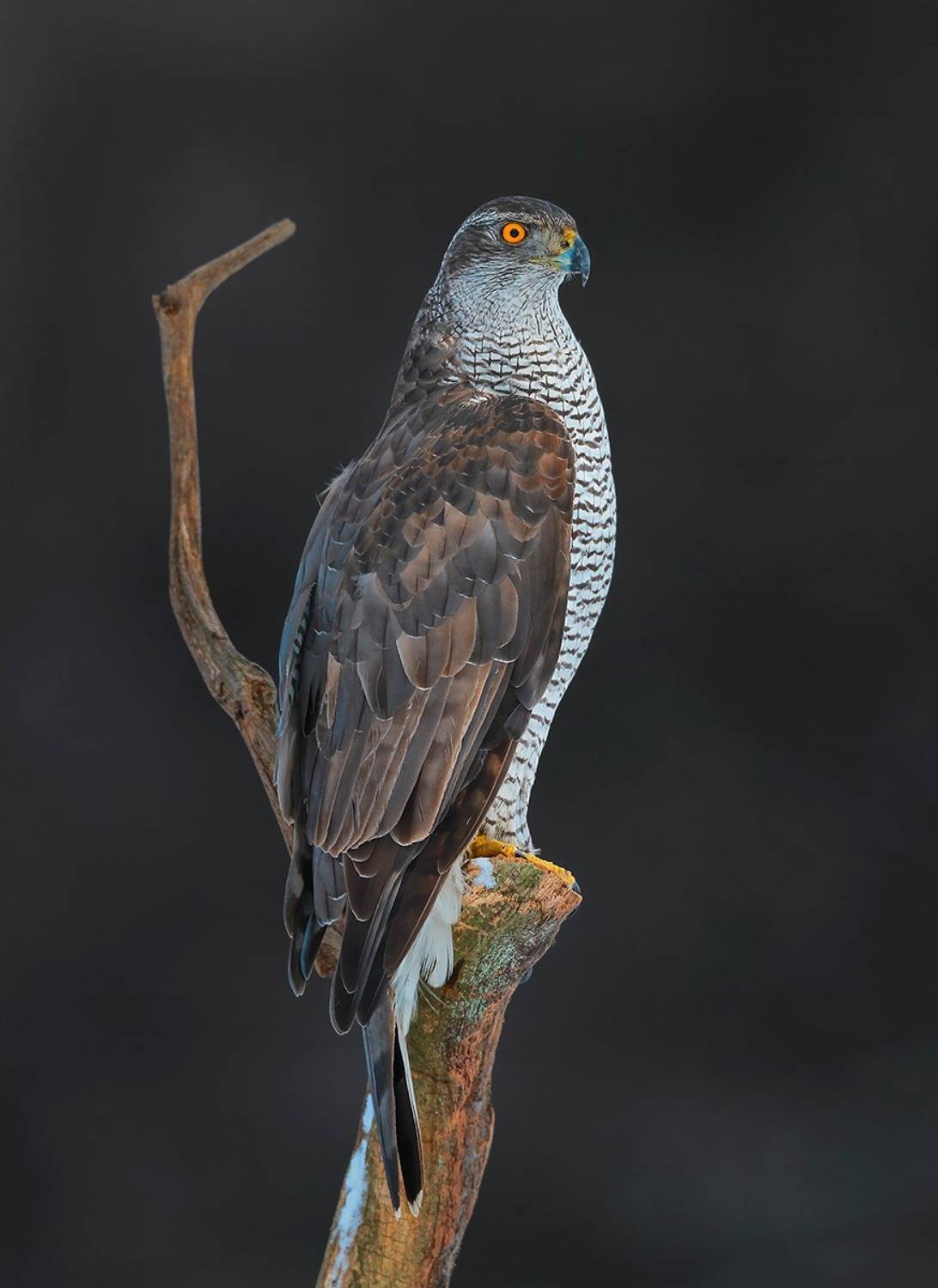 aves, accipiter gentilis, northern goshawk, тетеревятник, vi&scaron;tvanagis, Kavaliauskas Eugenijus