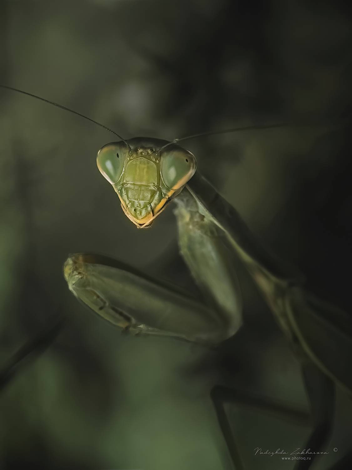 , Захарова Надежда