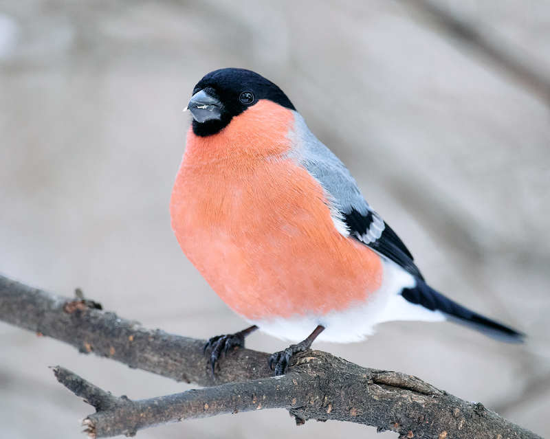 снегирь птица Снегирь фото превью