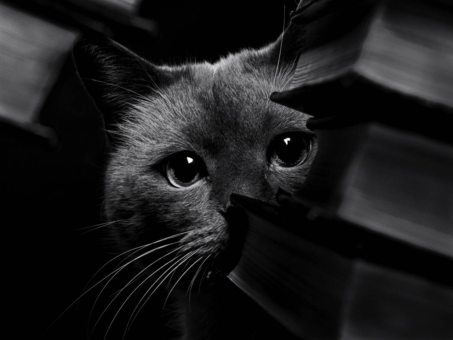 кот, домашнее, животное, чб, Evgeniy Savikov