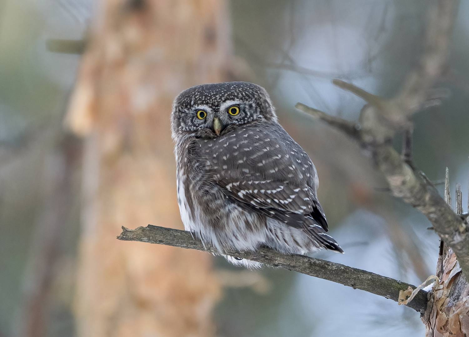 птицы,природа, зима, Андрей Киселёв