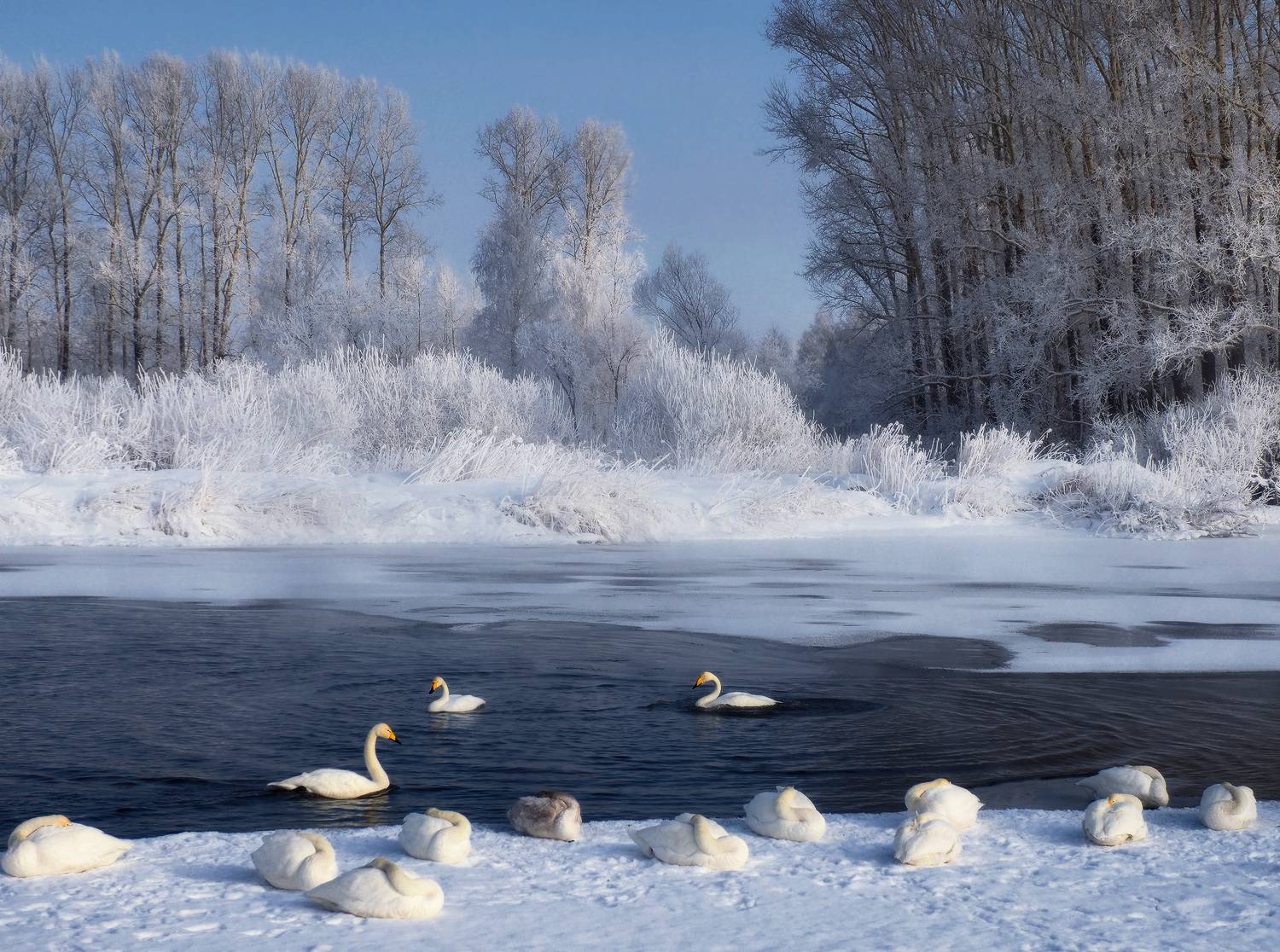 алтайский край, лебединое озеро, Галина Хвостенко