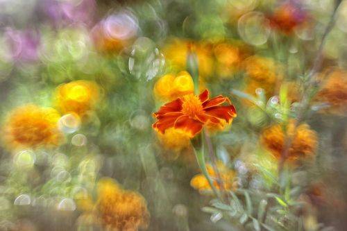 Фантазия цветов с пузырьками боке..