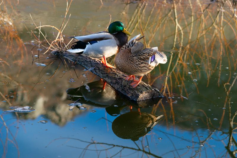 утки,озеро,природа,кмв,бештау Уточки на горном озере фото превью