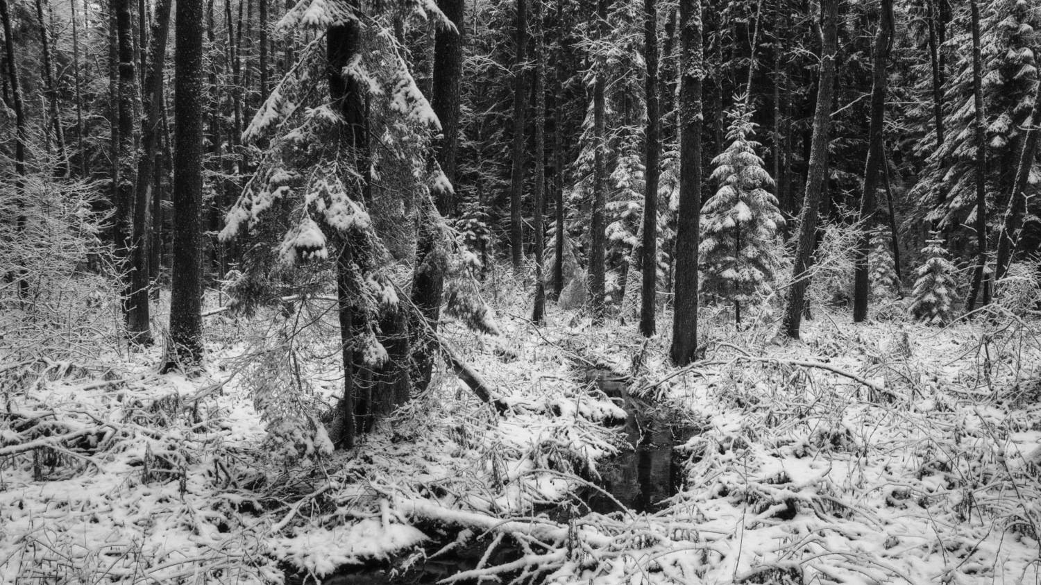 , Михаил Кушнер